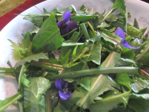 My wild backyard salad is safe and healthy to eat, but  contains many native  plants common in the Midwest with potent medicinal qualities.  